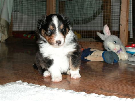 shetland sheepdog puppies for sale in nc|adult shetland sheepdog for sale.